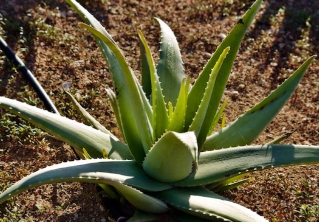 Aloe Vera Canarias